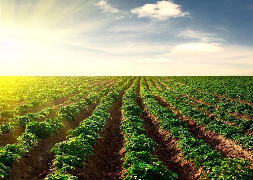 种业顶风前行，必须看清十大形势！