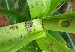 农业农村部：7月中下旬是草地贪夜蛾监测防控的关键时期